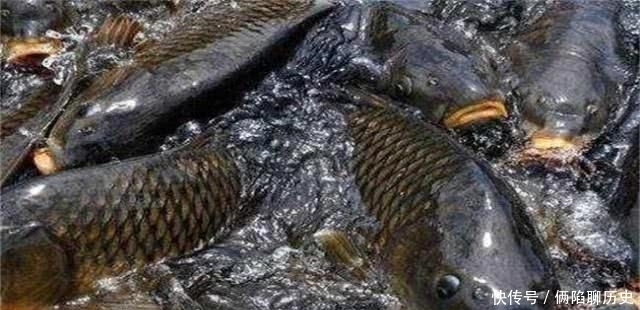 有一种美味叫“年鱼”,能想起的,说明你已经老了!