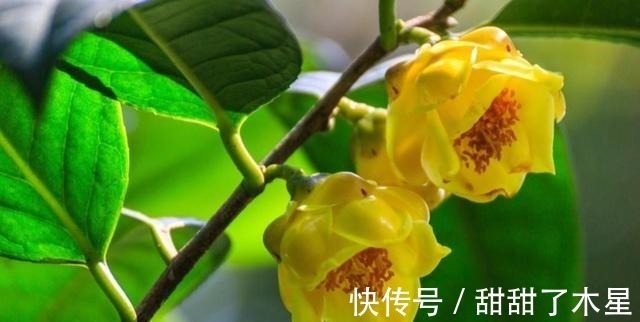 食用价值|这款金黄茶花,香气扑鼻,可以泡茶,营养丰富,观赏食用两不误!