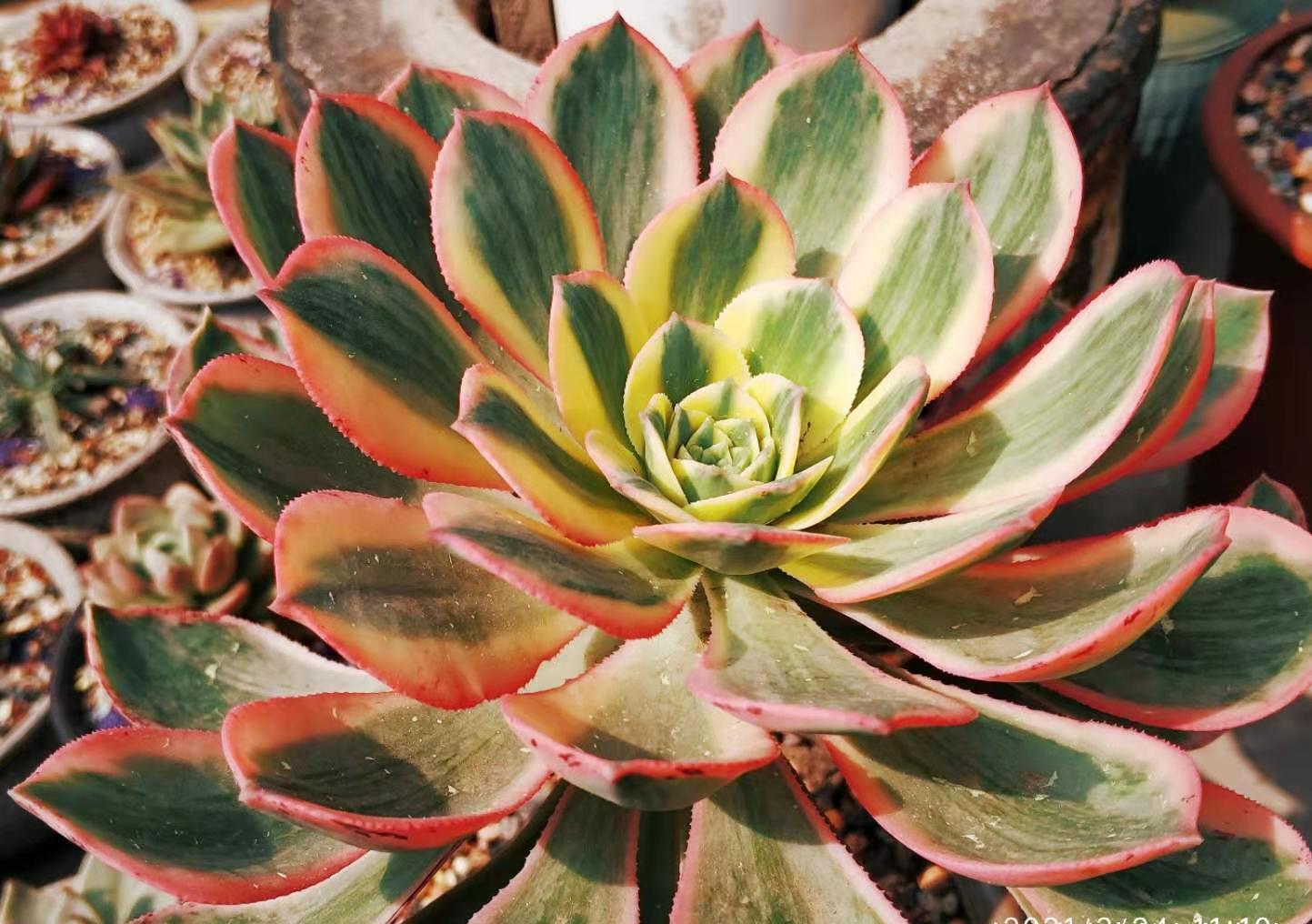 春天养法师多肉应该怎样浇水?可以直接给它们浸盆吗?