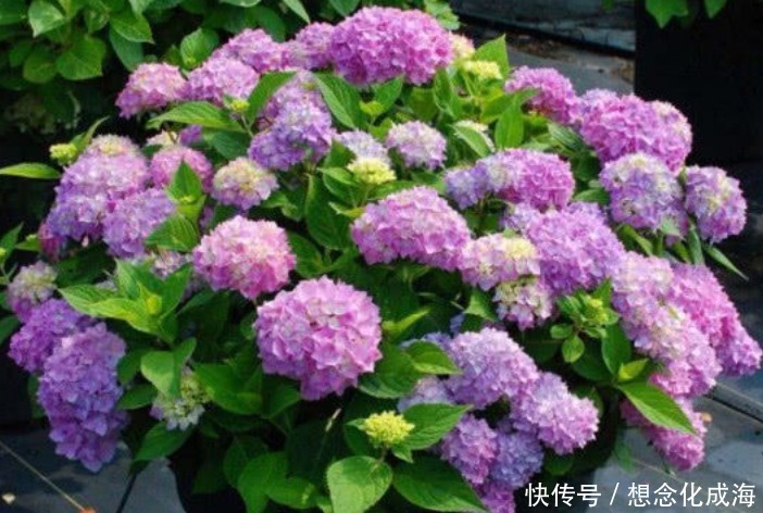 4种“漂亮花”,花色艳、花量大,一开就美爆,养1盆超美!