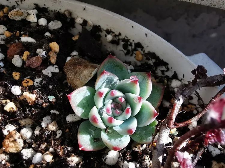 黛比|佛系养肉人生活明朗，多肉可爱，唯适者生存！