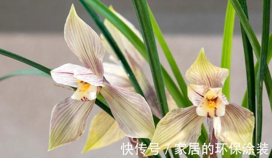 花苞|现在养兰花，记住3句“顺口溜”，叶色翠绿，花苞少不了