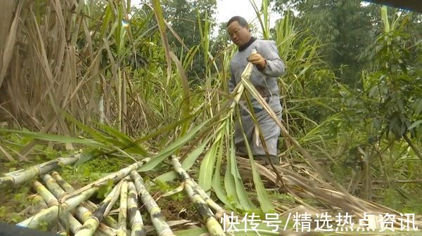 古法|望谟县板陈村：古法红糖熬出“甜蜜生活”