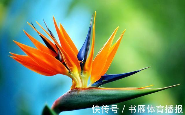 此花是一种高贵的花,就像是飞舞的小鸟一样,代表着双宿双飞