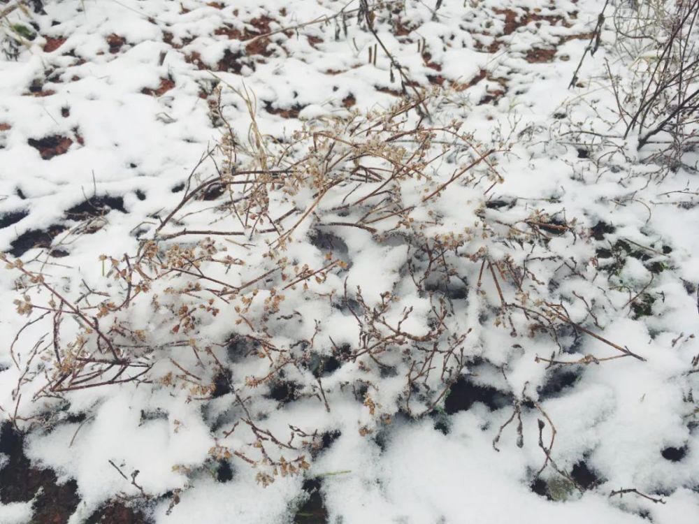 闽北雪景美图合集来啦～真正银装素裹，宛若琉璃世界！