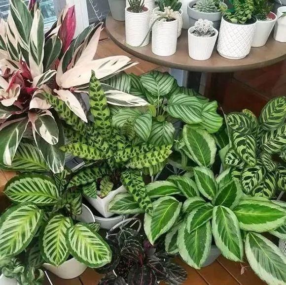 植株|夏天有12种花“晒不得”,见了“强光”就黄叶,挪个地方长得好