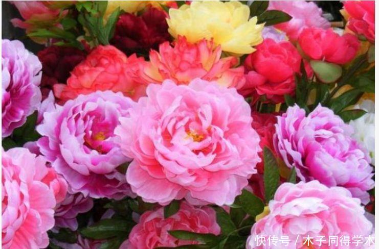 4种花好养易活,旺财又养人,开花喜庆又好养,满屋飘香!