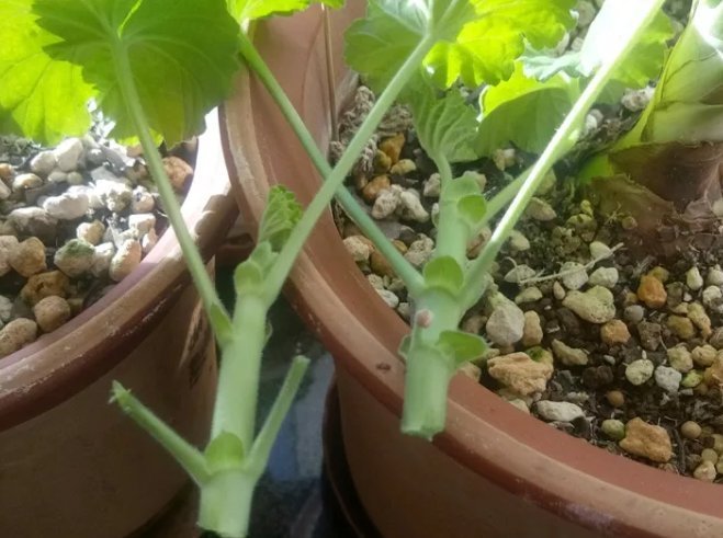 枝条|扦插最佳时期到了,有这花赶紧插,沾土就能活