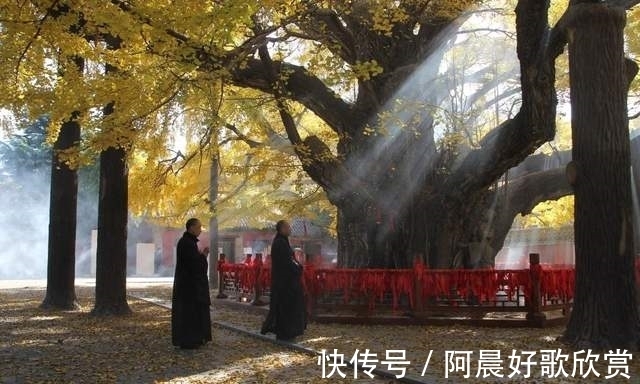 银杏叶|邂逅秋天的童话，去浮来山自制一束银杏花吧！