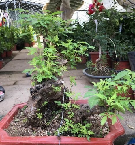 黄荆|乡下一种“柴火木”,年年砍不绝,如今做成高档盆景,很受人欢迎