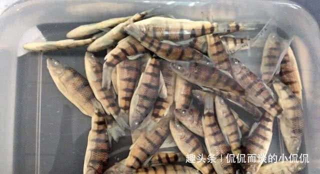 钓鱼人最“痛恨”的7类鱼，十个钓鱼人里面，有九个半是讨厌的