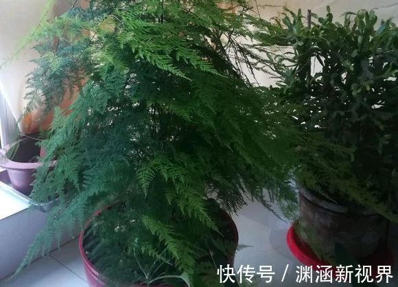 爆盆|掉叶发黄快枯死的文竹怎么急救给它喝点酸奶,一个月爆盆绿油油