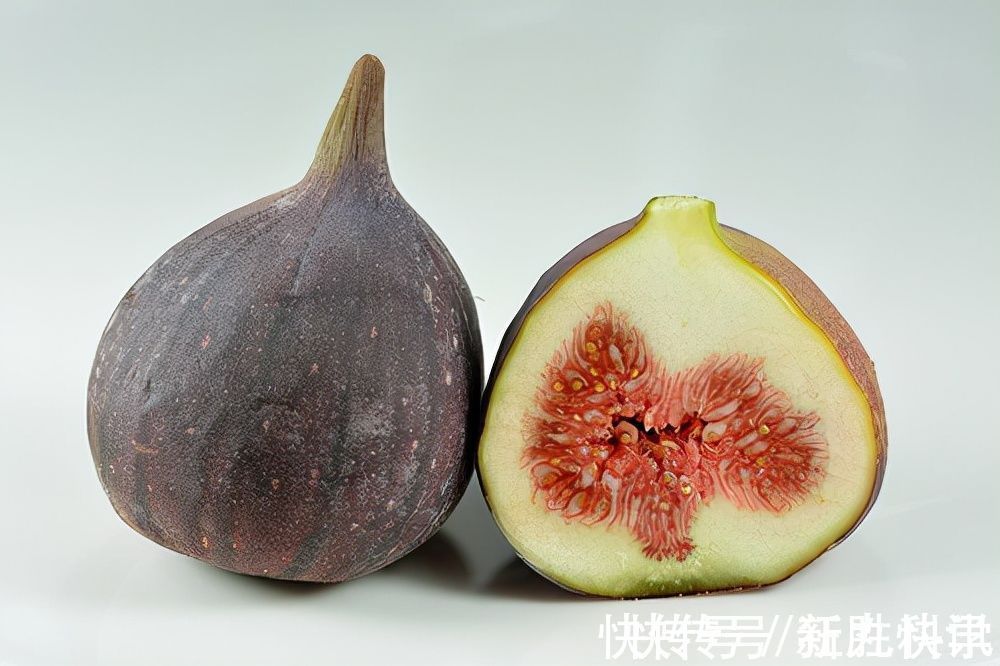 精灵|世界上最菜的狗能有多菜？这个日本人给出了意想不到的答案