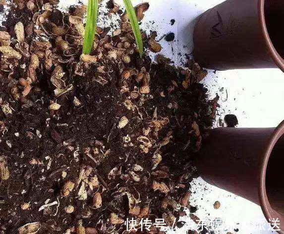 结积水|盆土板结积水怎么办3个“步骤”就解决,盆土疏松肥沃,根系旺