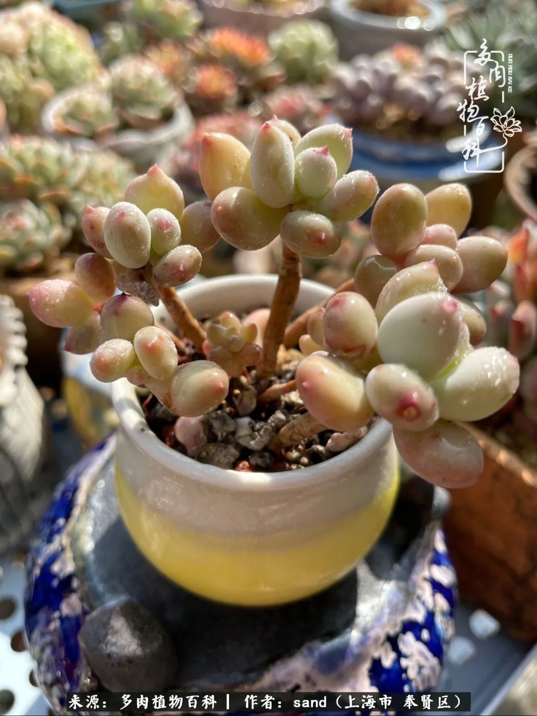 带着200多盆多肉，三个月搬两次家，是一种怎样的体验