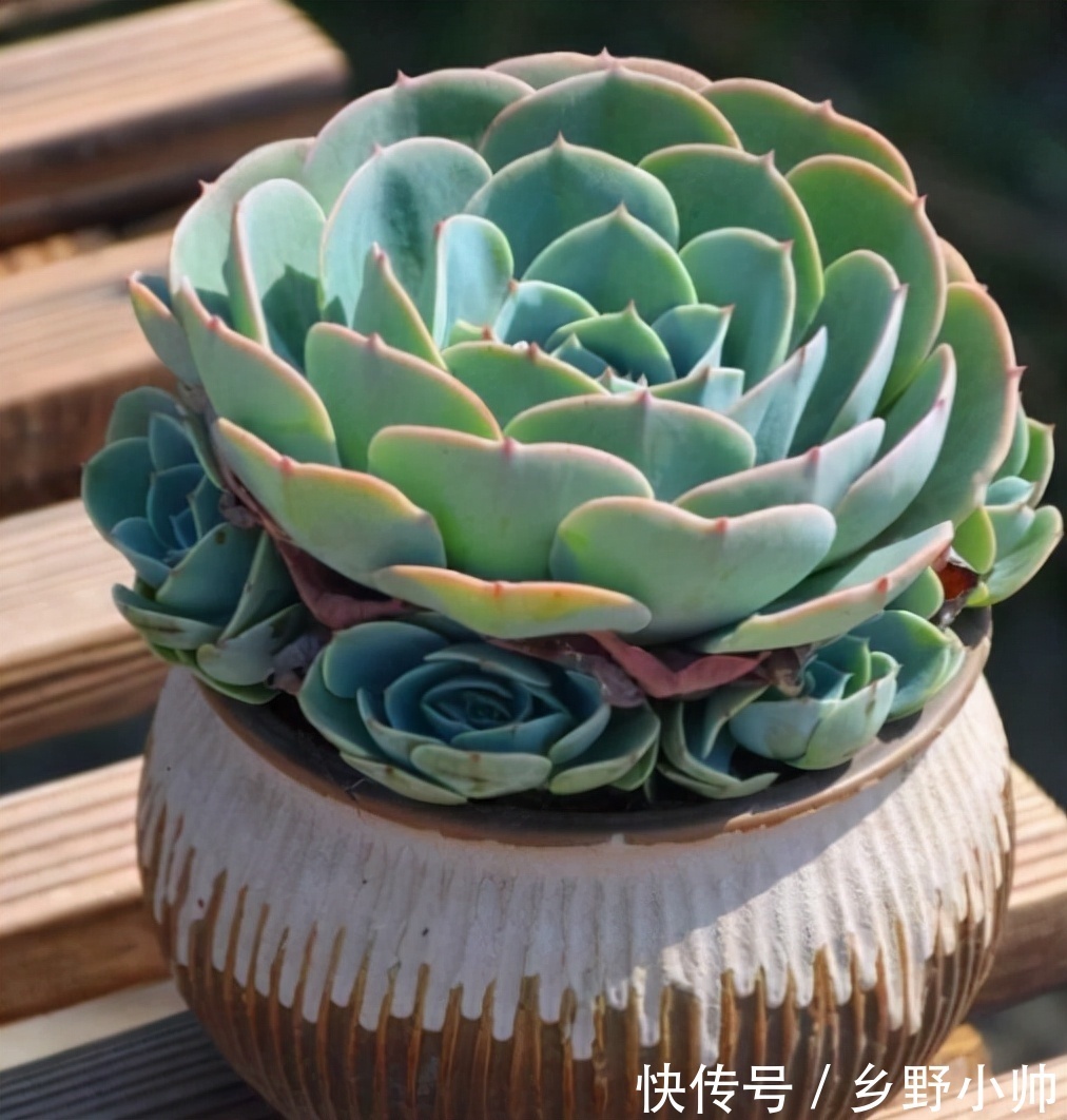 不适合叶插的品种有哪些?叶插也要选好品种,否则发根太难了