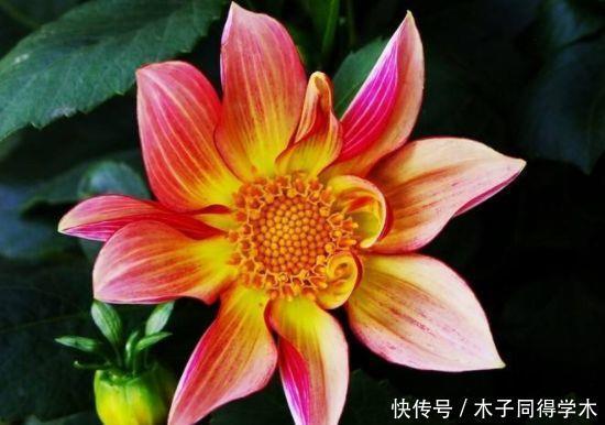 4种花漂亮不输牡丹,可盆栽种植,四季开花,很值得拥有