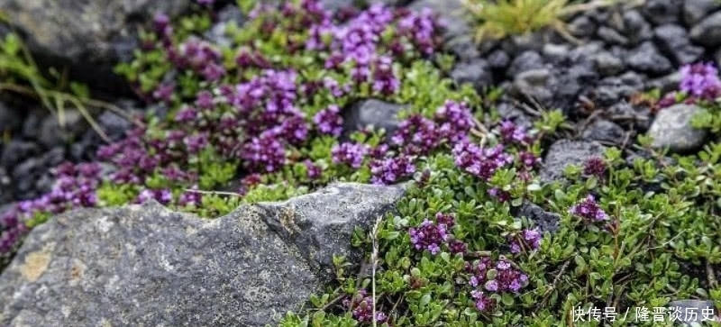 活得|袁枚最有哲理的一首诗,虽然我们很渺小,但也要活得比别人更精彩