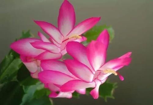 养死|这9个养护误区,导致很多人的盆栽养死,你做错了哪点了