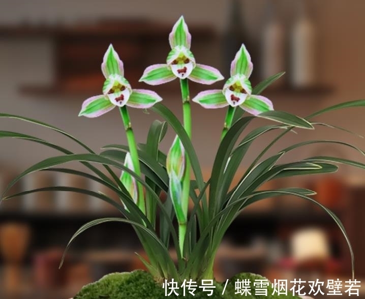 多年前,出价20万都不卖的兰花,一花双色,让人百看不厌