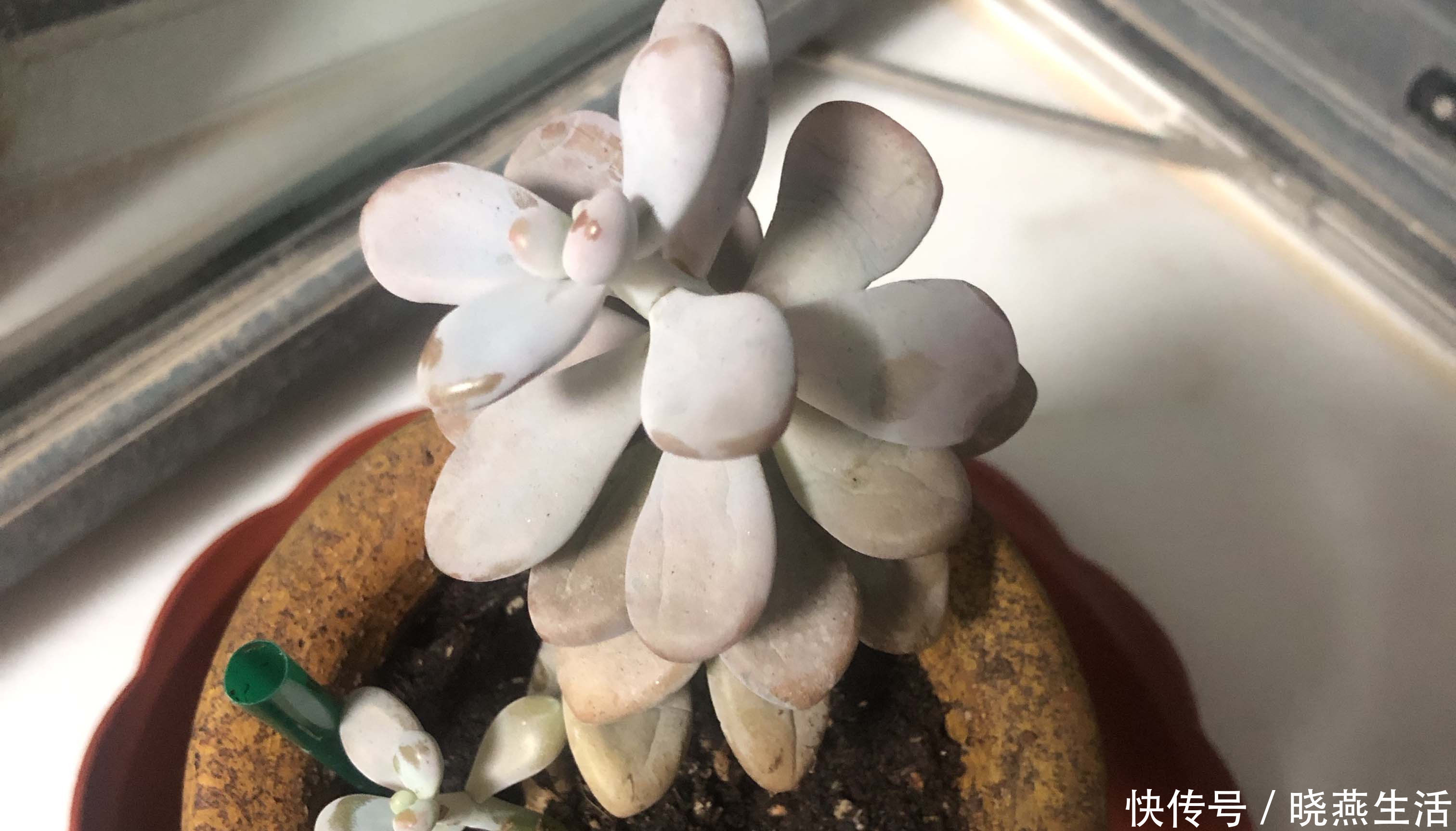 叶片|给多肉植物浇水那么简单,你为什么总是做不好