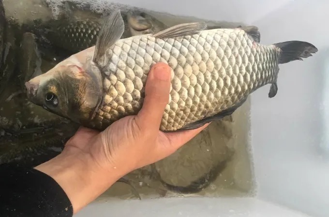 寒冬钓大板鲫，如果按照这样用钩，不知接连上鱼是种怎样的体验？