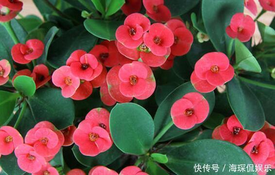 红白色|院中不知种啥好,选这几款爬藤花,一年养成花墙,满院香飘四溢