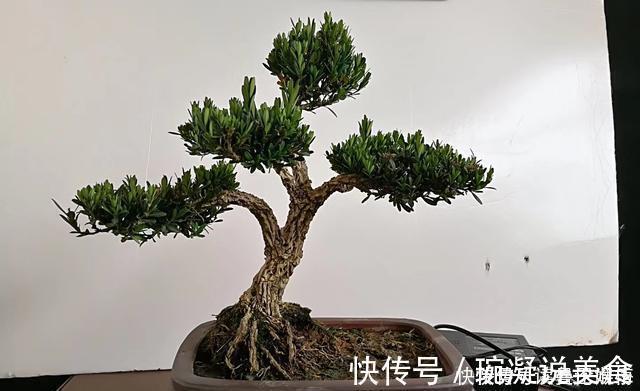 金雀|不管家中再小,一定要摆放上一盆“木中君子”