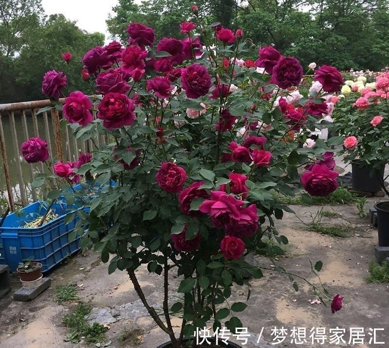 花友|你的阳台还有位置吗？养棵“秋日胭脂”，多季有花看，赏花又闻香