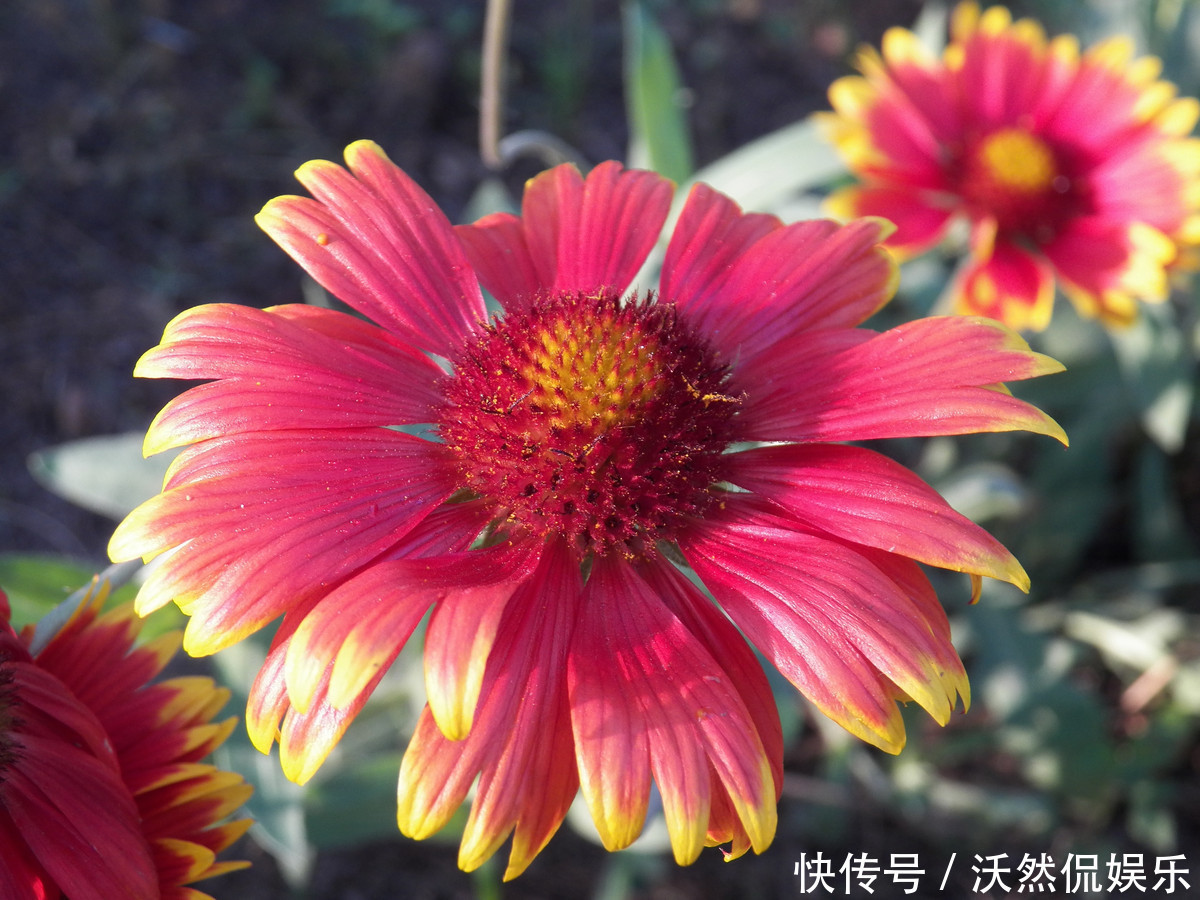 此花象征着幸福优雅,深受德国人喜爱,被誉为德国的国花