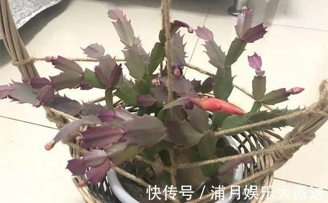 夏天|到了夏天,蟹爪兰叶子“耷拉、断裂”,没有放对位置,赶紧搬