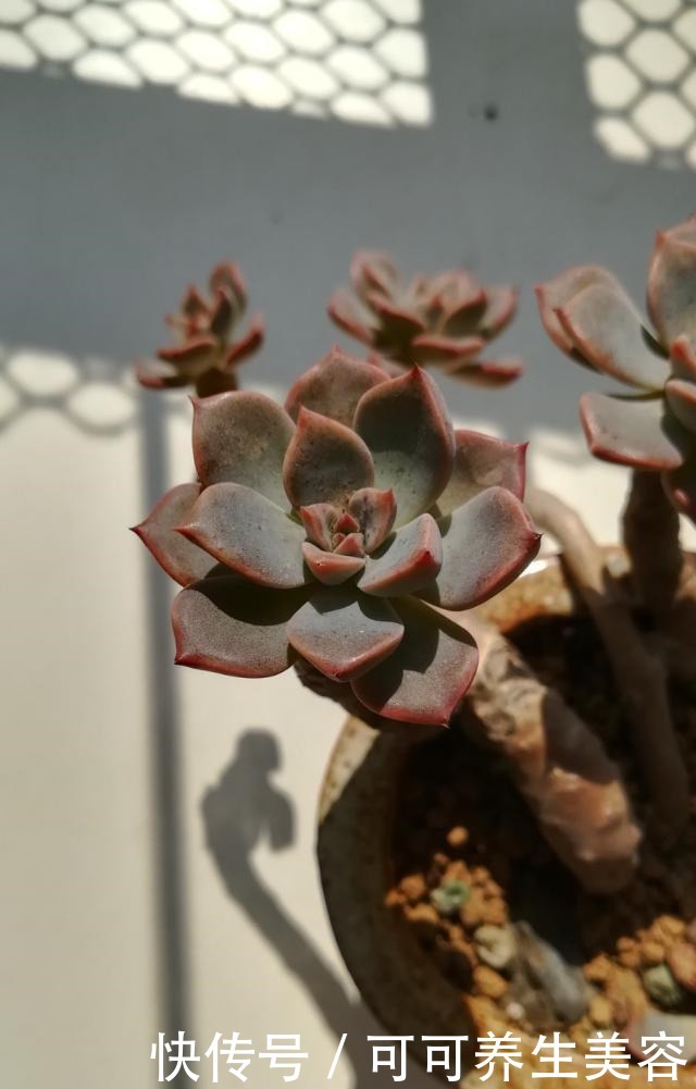 种植一年的“老桩”姬胧月，秋季惊人变化！