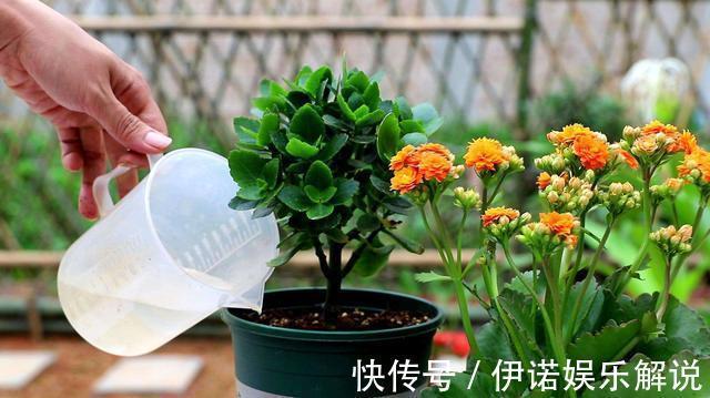 温度|长寿花不长花苞,只控光用处不大,学会三控,花苞越来越多