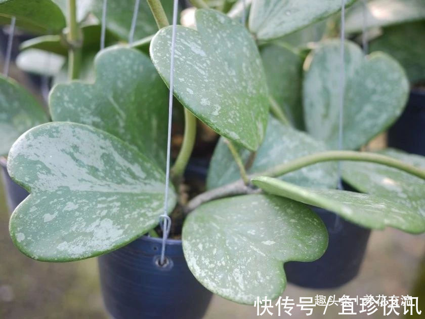 养花10多年总结的室内养花技巧,让新手也能养好花,避免叶黄