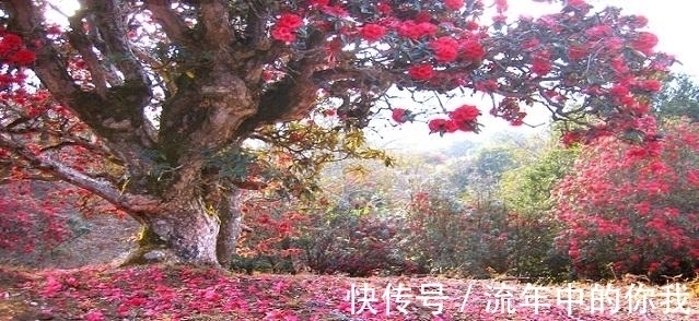 杨柳依依@七律,醉秋五首丨盈盈秋水念秋名,不负秋生这段情