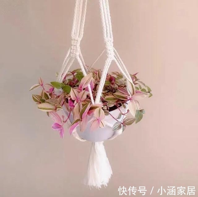 婚礼|12月养油画婚礼吊兰,做好这几点,叶子美成一幅画,漂亮极了!