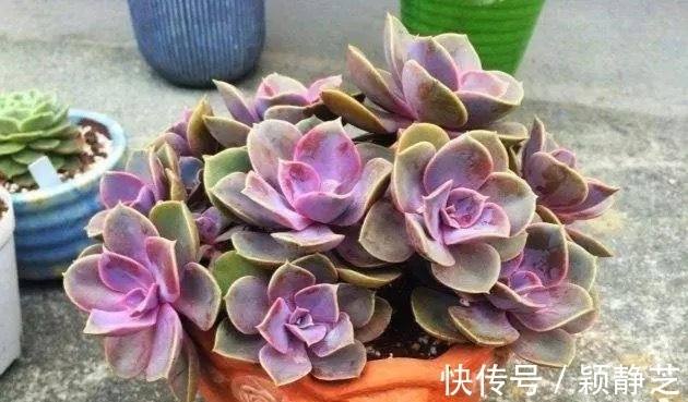 多肉最美的状态有很多种,对糖心情有独钟,6个品种出糖心真漂亮