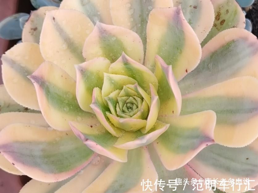 法师系多肉哪些品种不好度夏？听说带锦的法师都不好度夏是吗？