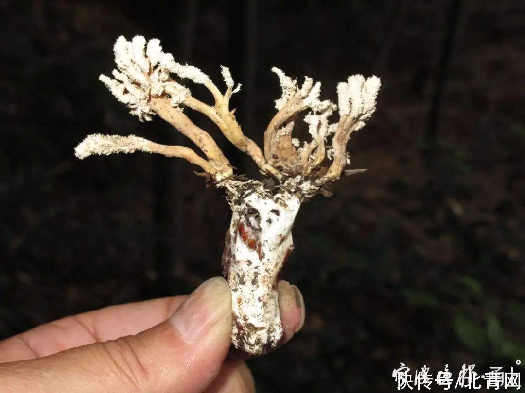 中毒|多人食用后中毒，这东西近期常见！医生：没有特效药，死亡率很高…
