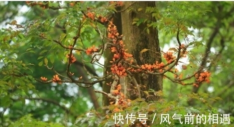 老鹰|它被哈尼族将其称之为''阿茨麻哈能''，傣族则称之为''埋糯比''