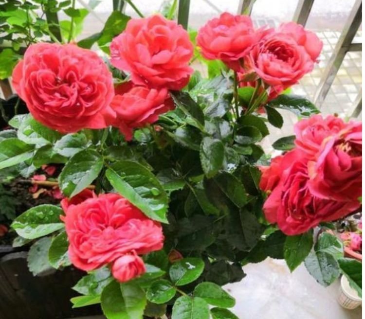 家里阳台必养此款花卉，谁见了都喜欢，花朵漂亮，花开旺！