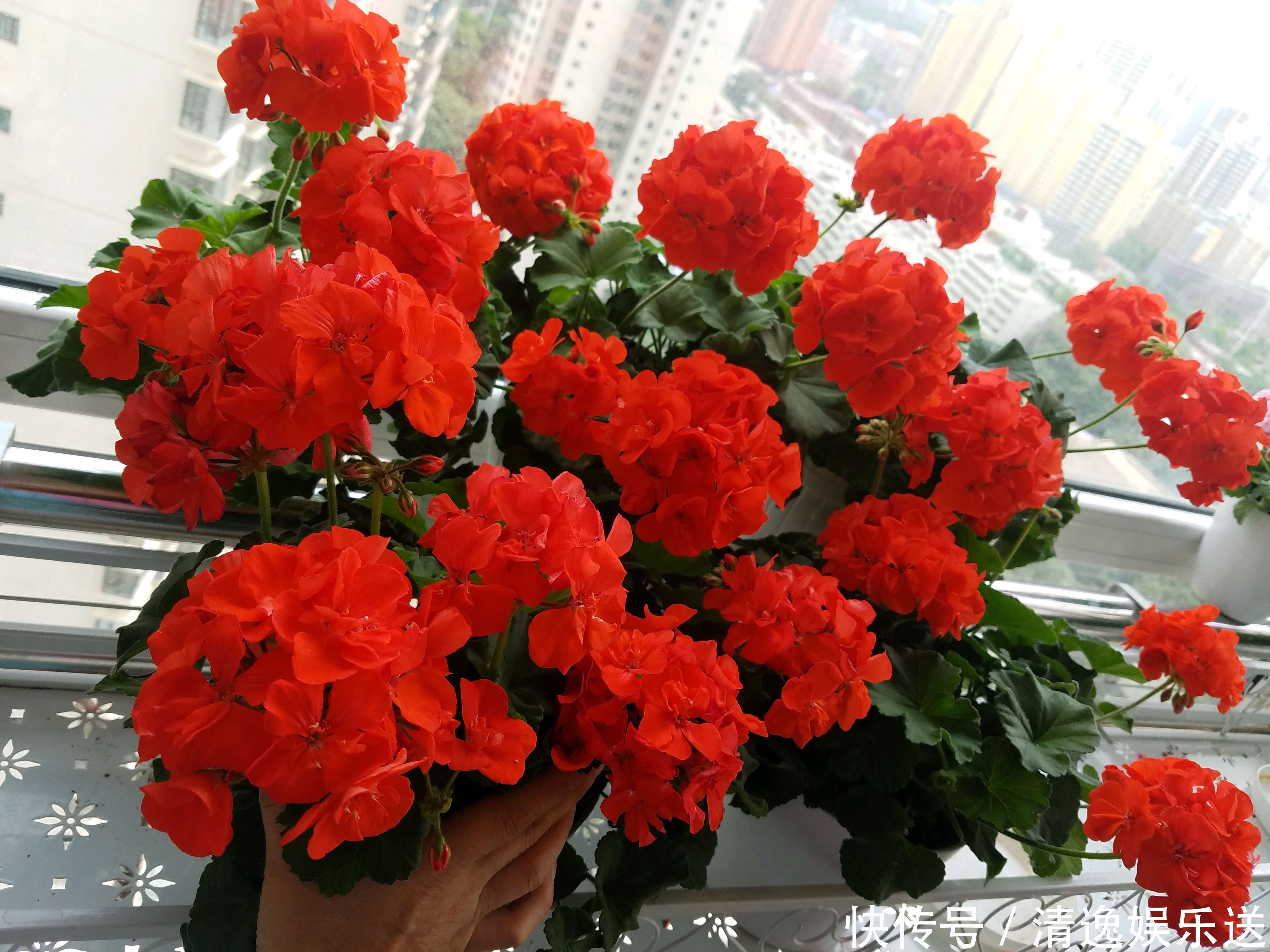 大花天竺葵|这4款花卉超喜水,丢水不管不问,花叶轻松爆满盆,花朵美艳迷人