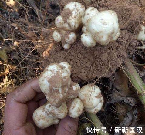 韩大爷|埋了就能活,亩产5千斤,价格也不错,却没几人愿意种