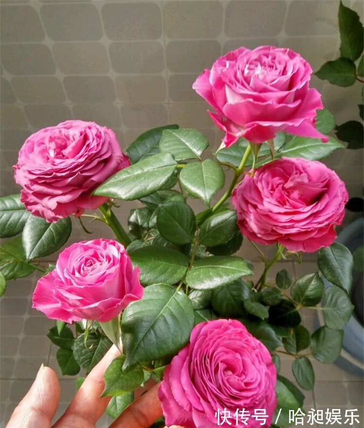 养月季,协调好3地方,月季越长越旺盛,一年四季花开不断!