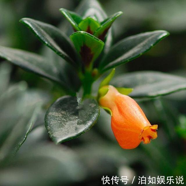 花苞|金鱼吊兰总不开花，可能是秋季养护没做好，做好几点花苞挂满枝头