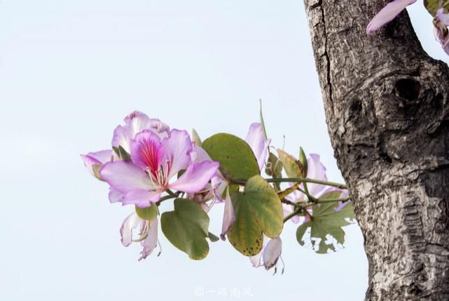 赏花不一定要去武汉婺源，广州海珠湿地紫荆花带浪漫梦幻，太美了