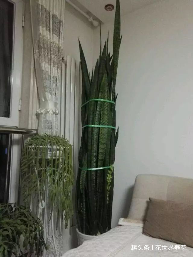 老妈浇2个水，虎皮兰蹭蹭窜到2米高，侧芽爆不停，开花多又香