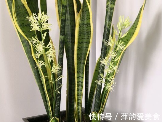 茉莉花|睡眠不好?试试养以下4种花,卧室放一盆,放松安神睡的香