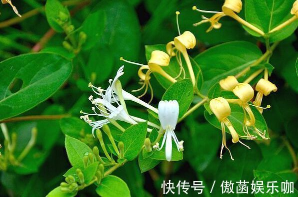 养花|农历8月29日起,养花试试这几款,全年开花不断,一盆看似多盆