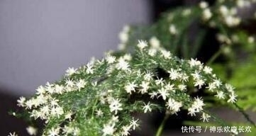 文竹|张大爷养“文竹”, 只浇“2种水”, 长出“满天星”, 效果超好!